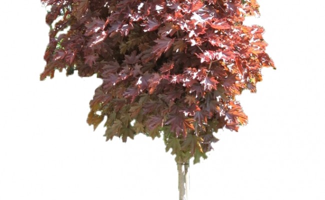 Klon pospolity 'Crimson Sentry' DUŻE SADZONKI wys. 300-350 cm, obwód pnia 12-14 cm (Acer platanoides)